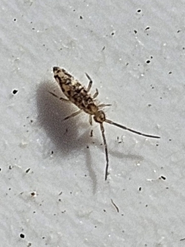 Entomobrya katzi