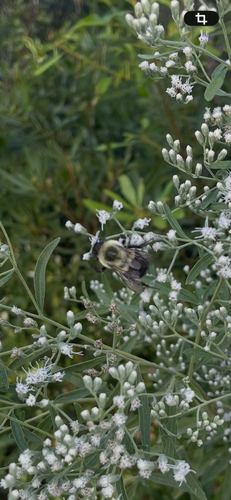 Common Eastern Bumble Bee