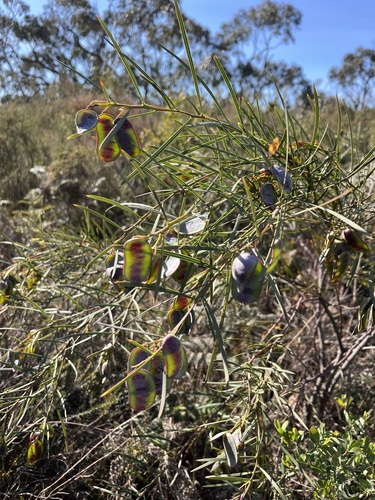 Acacia suaveolens, photograph 2