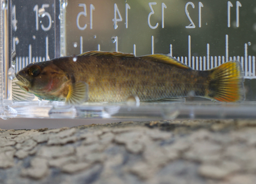Greenbreast Darter