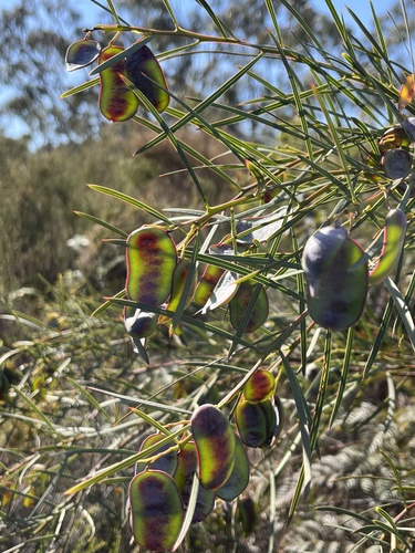 Acacia suaveolens, photograph 3