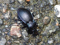 Carabus monticola