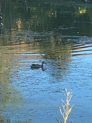Blue-winged Teal