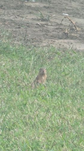 Thirteen-lined Ground Squirrel