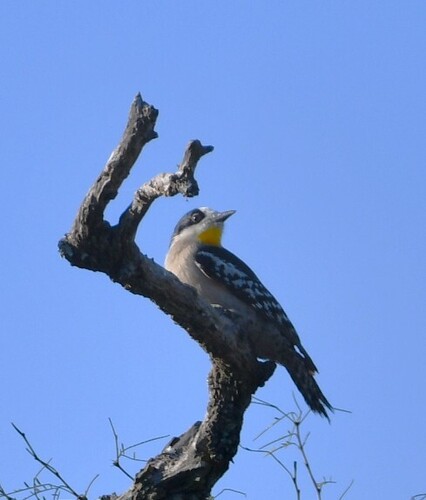 White-fronted Woodpecker