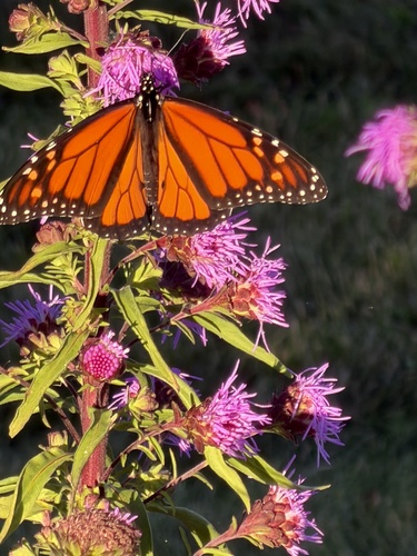 Monarch