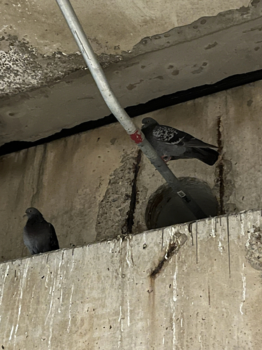 Feral Pigeon