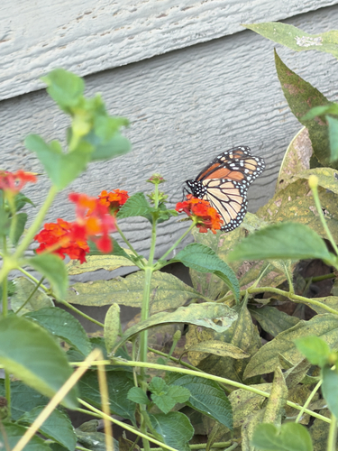 Monarch
