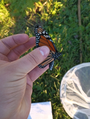 Migratory Monarch