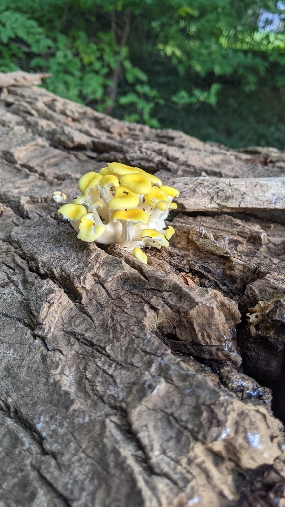 Golden Oyster Mushroom · September 2026 · photo: Photo: (c) Maria Aghazarian, some rights reserved (CC BY) · iNaturalist