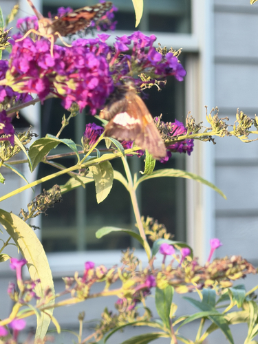 Silver-spotted Skipper