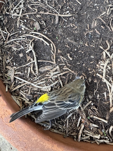 Yellow-rumped Warbler