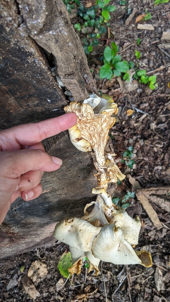 Golden Oyster Mushroom · September 2026 · photo: Photo: (c) Maria Aghazarian, some rights reserved (CC BY) · iNaturalist