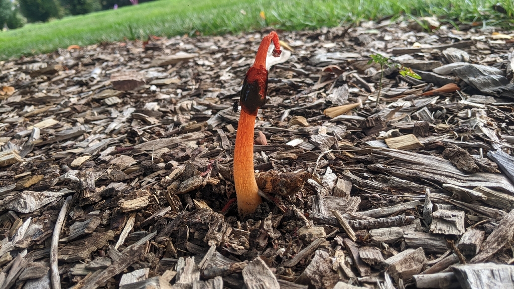 Wrinkly Stinkhorn · September 2026 · photo: Photo: (c) Maria Aghazarian, some rights reserved (CC BY) · iNaturalist