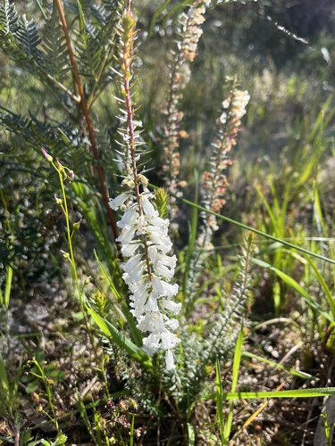 Epacris impressa, photograph 6