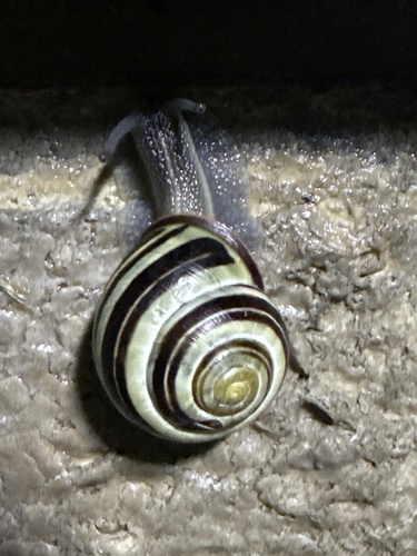 Brown-lipped Snail