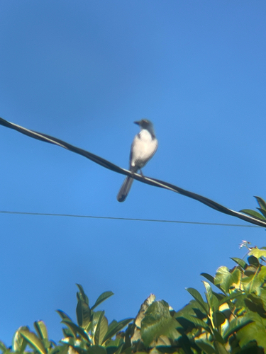 California Scrub-Jay