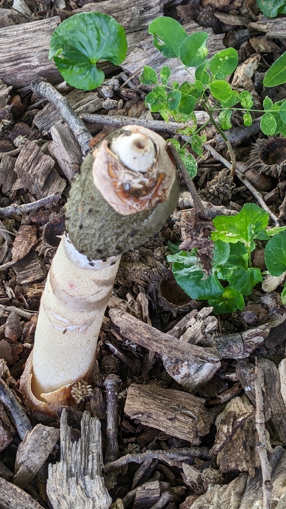 Ravenel's stinkhorn · September 2026 · photo: Photo: (c) Maria Aghazarian, some rights reserved (CC BY) · iNaturalist