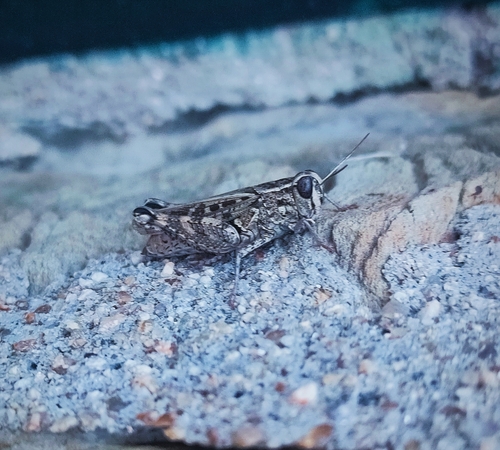 Barbary Grasshopper