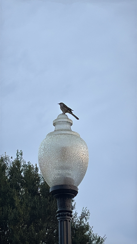 Northern Mockingbird