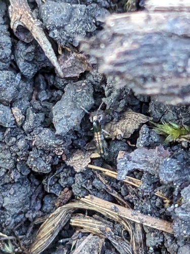 Lepidocyrtus paradoxus