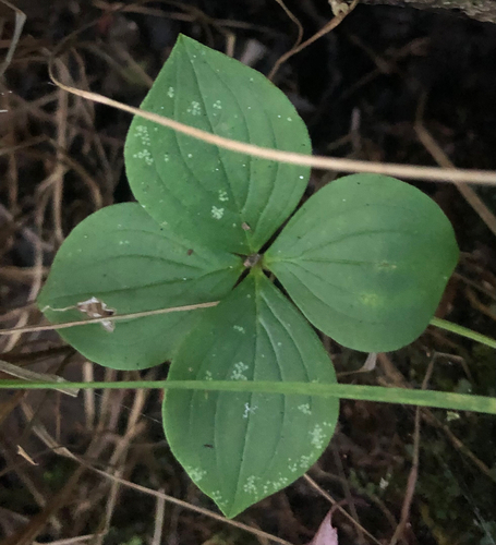 Canadian bunchberry