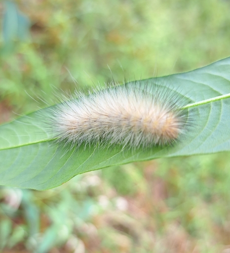 Virginian Tiger Moth