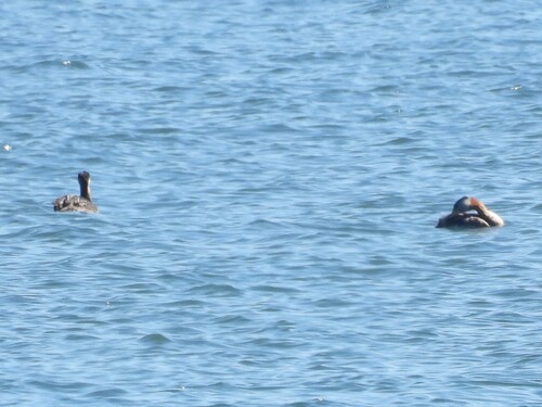 Red-necked Grebe