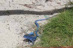 Cnemidophorus espeuti