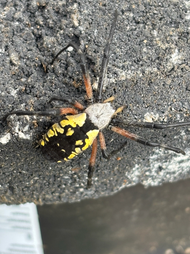 Yellow Garden Spider