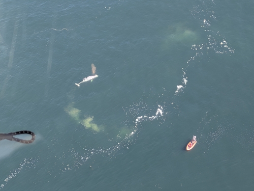 Grey Whale