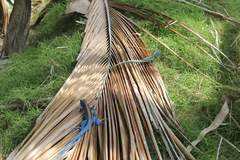 Cnemidophorus espeuti