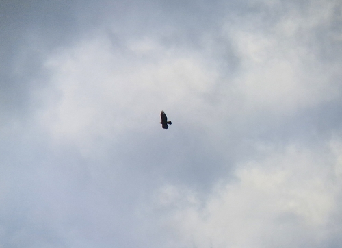 Golden Eagle