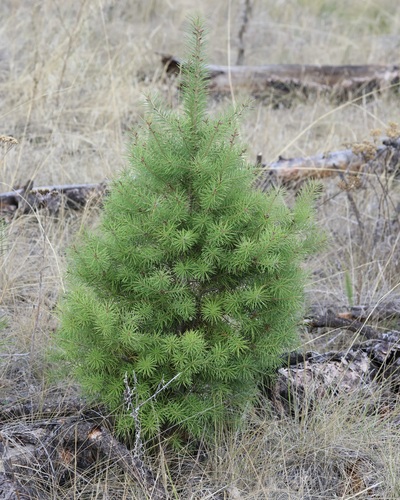 Douglas-fir