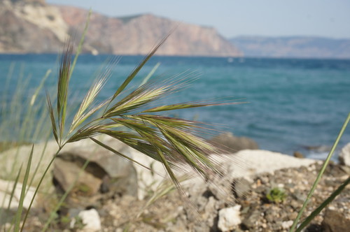 Bromus madritensis iNat (1)