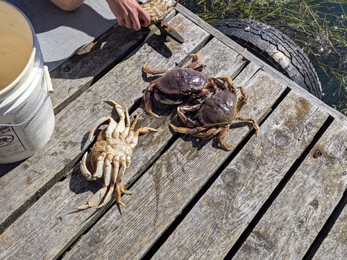 Dungeness Crab