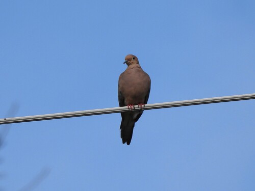 Mourning Dove