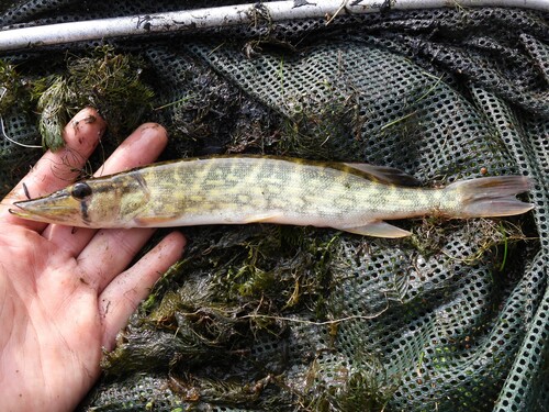 Chain Pickerel
