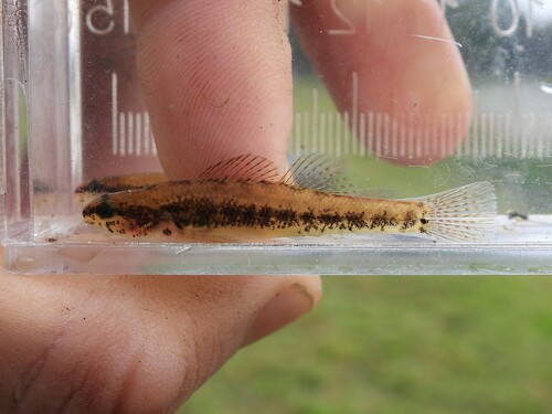 Swamp Darter