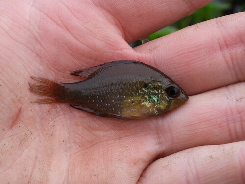 Blue-spotted Sunfish