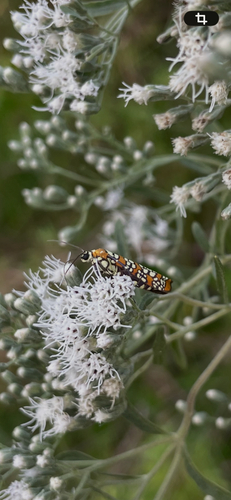 Ailanthus Webworm Moth