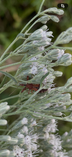 Spiny Assassin Bug