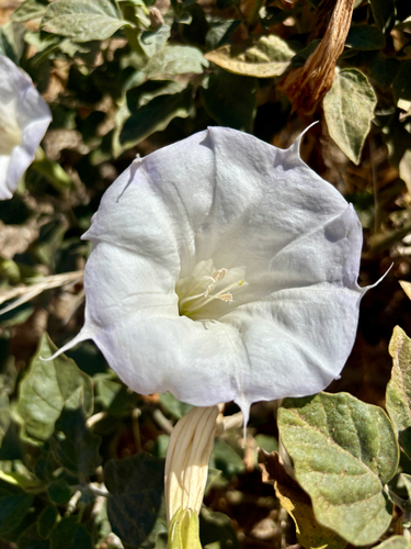Sacred Datura
