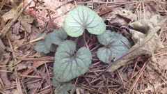 Viola walteri