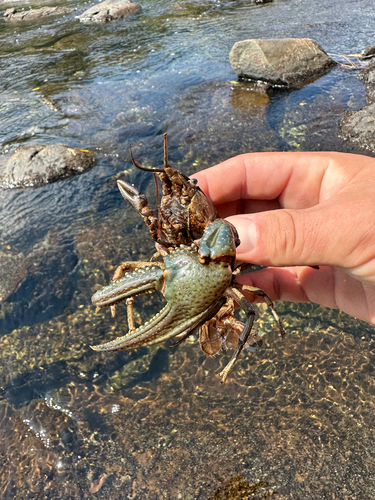 Virile Crayfish
