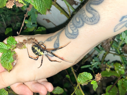 Yellow Garden Spider