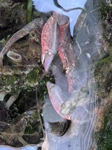 Northern Kelp Crab