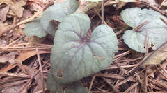 Viola walteri
