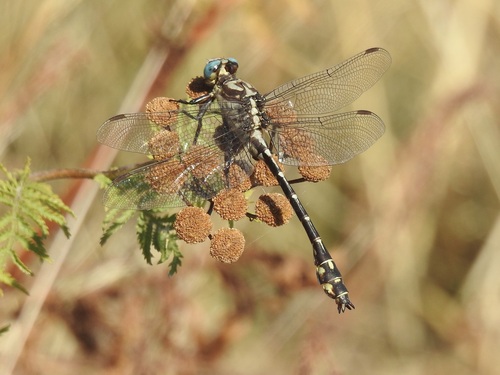 Olive Clubtail photo 4