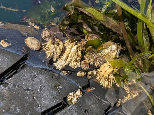 Thatched Barnacle